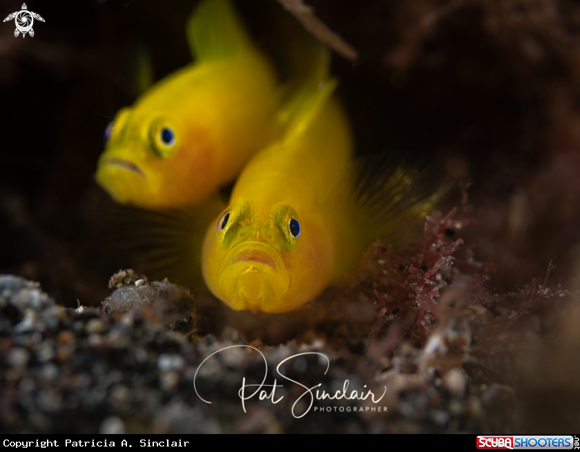 A yellow goby