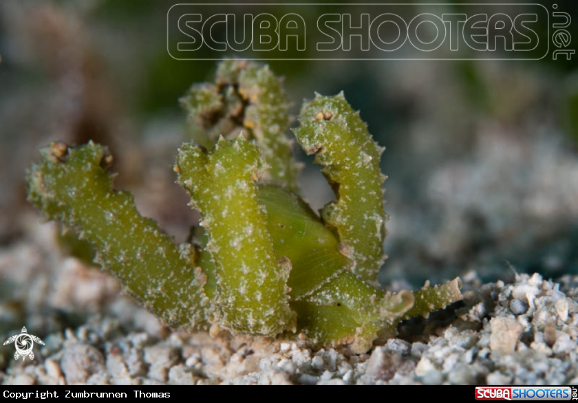 A Nudibranch 