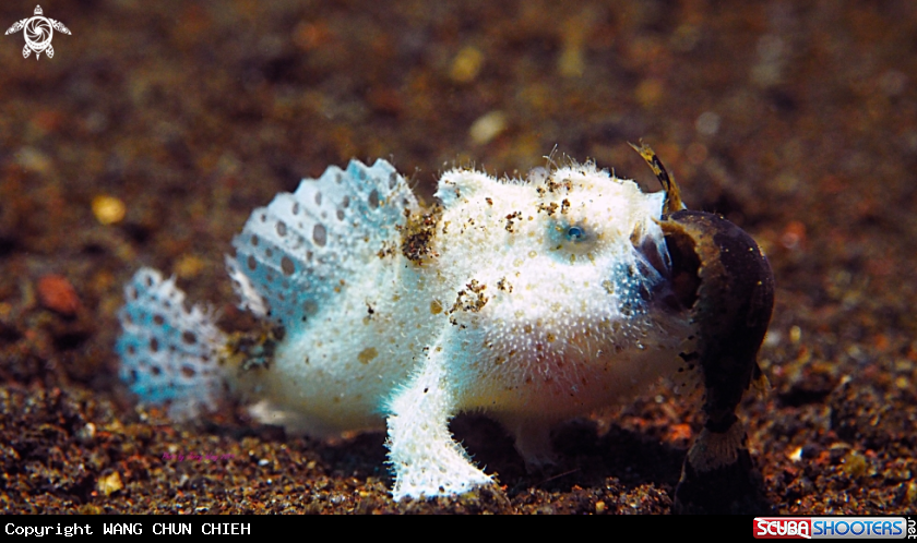 A Frogfish 