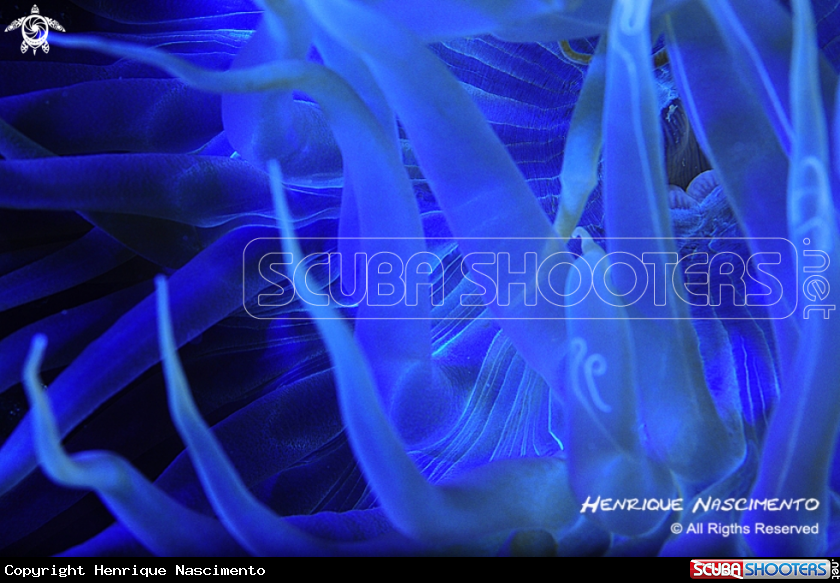 A underwater creature