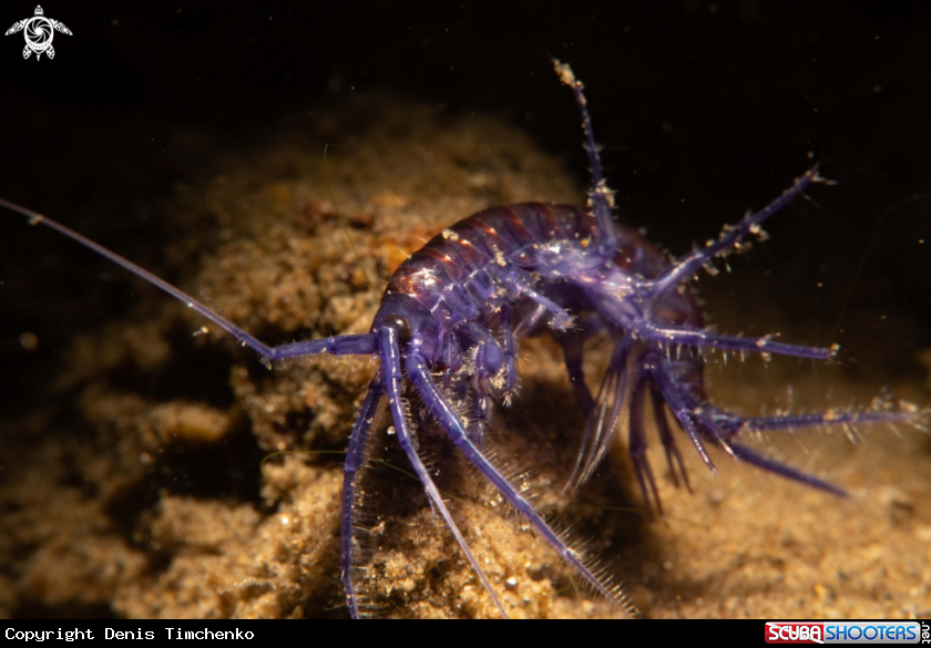 A ARTHROPODS
