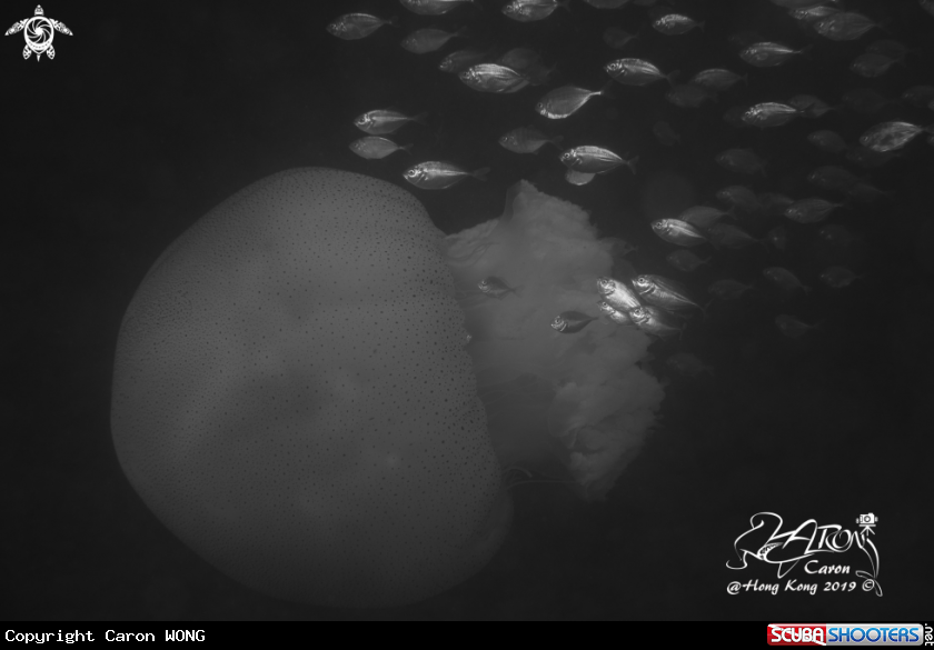 A Jellyfish