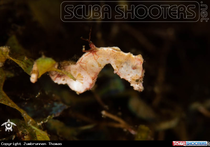 A Pygmy Seahorse 