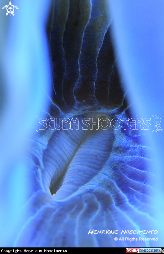 A underwater creature