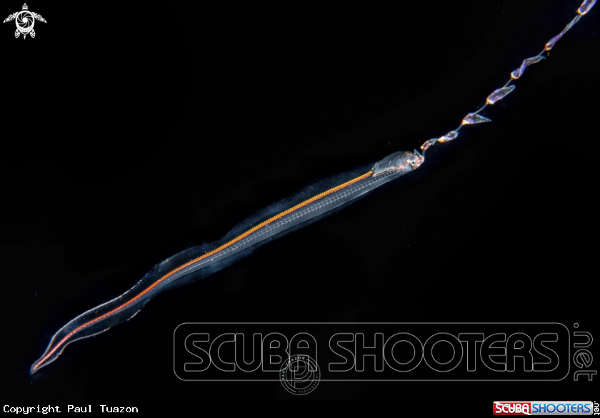 A Larval Pearlfish 