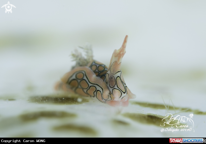 A nudibranch