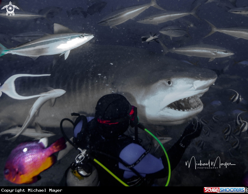 A Tiger shark