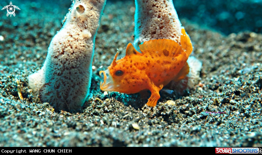 A Frogfish 