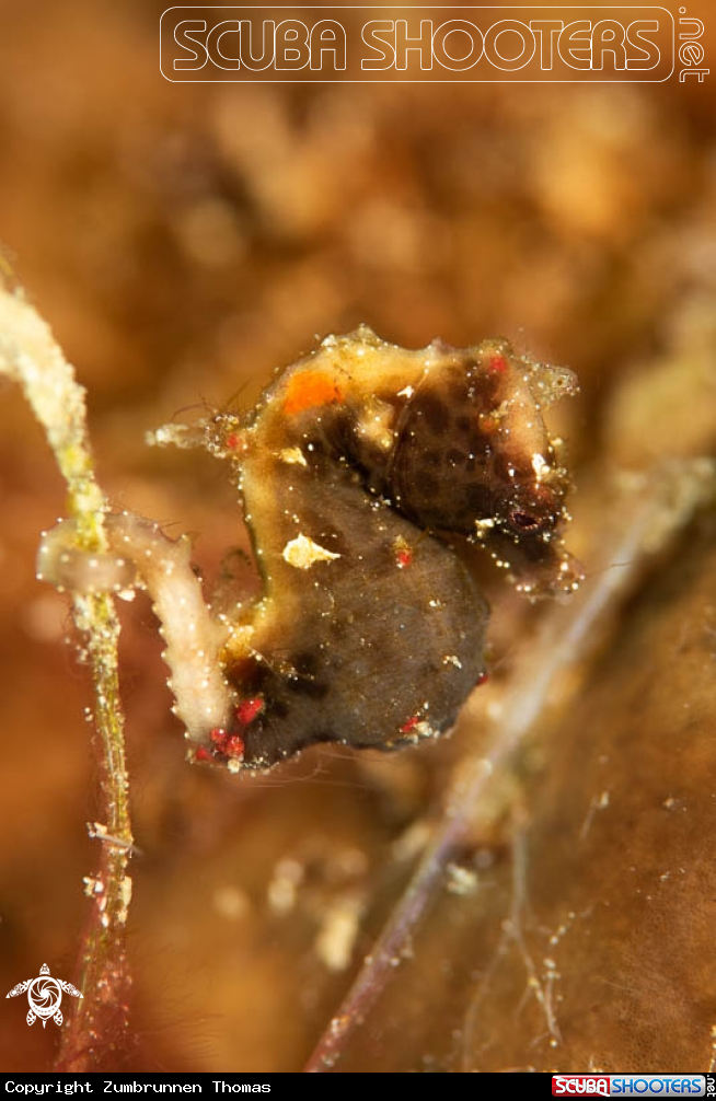 A Pygmy Seahorse 