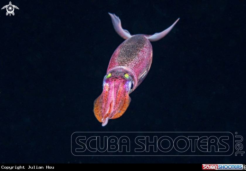 A Squid