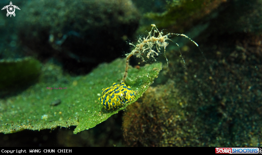 A costasiella sp. with Caprella linearis