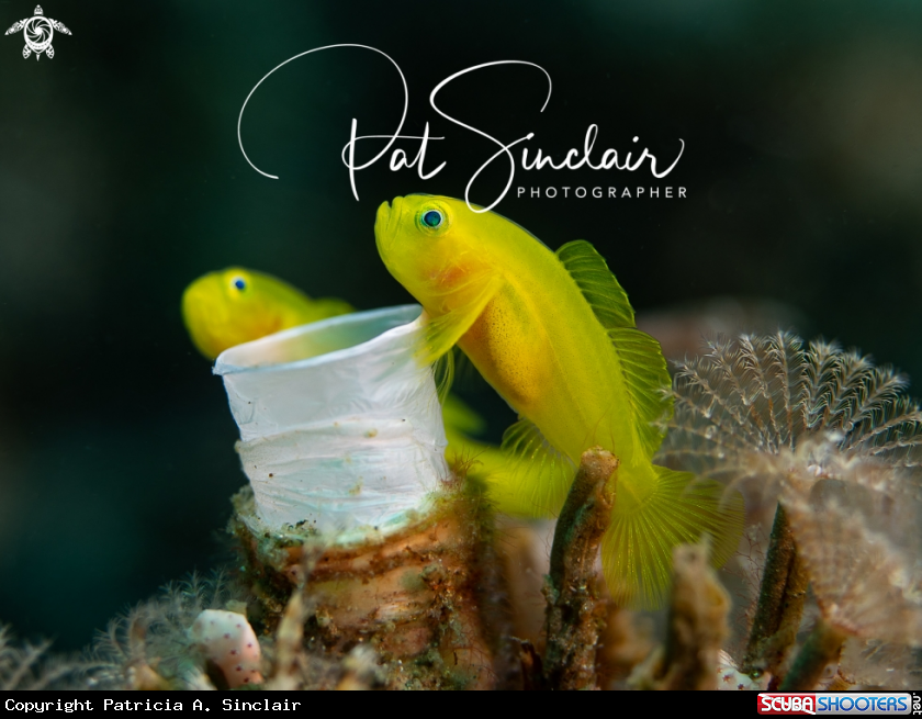A yellow gobies