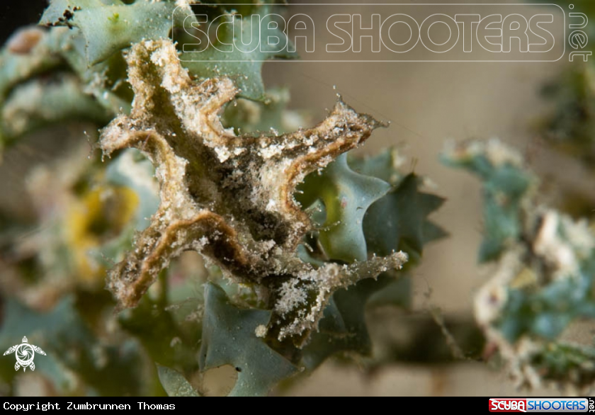 A Nudibranch 