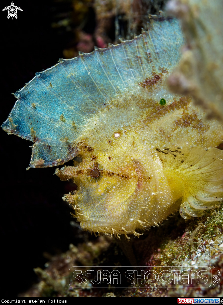 A Leaf Scorpionfish
