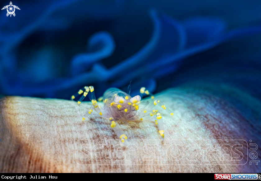 A Disc Anemone Shrimp