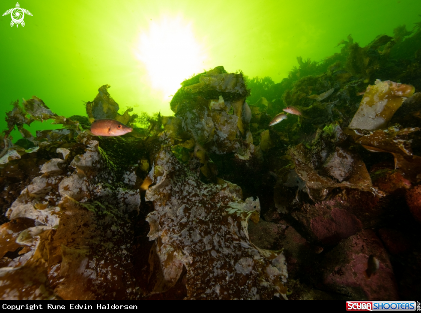 A Goldsinny wrasses and kelp. 