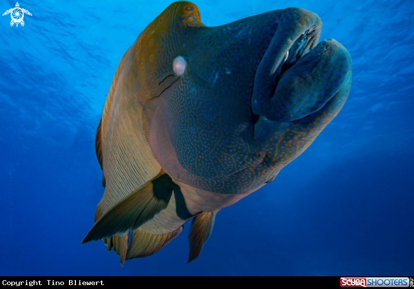 A Cheilinus undulatus
