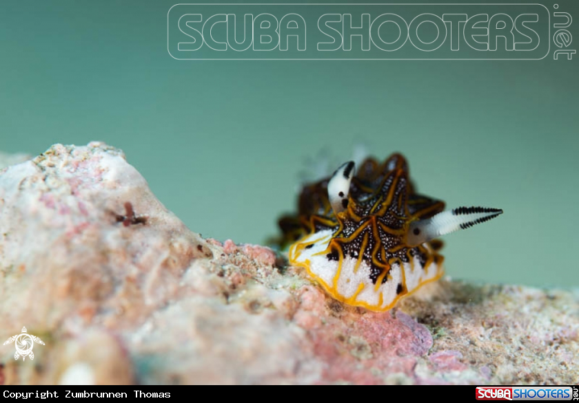 A Nudibranch 