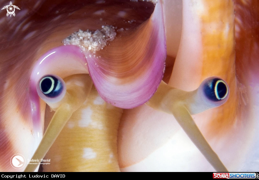 A Vomer Conch