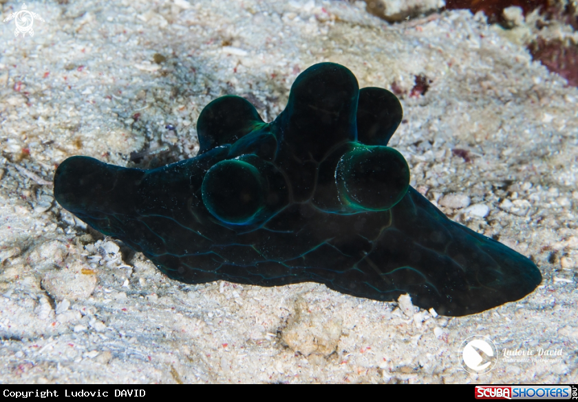 A Black Velutinid