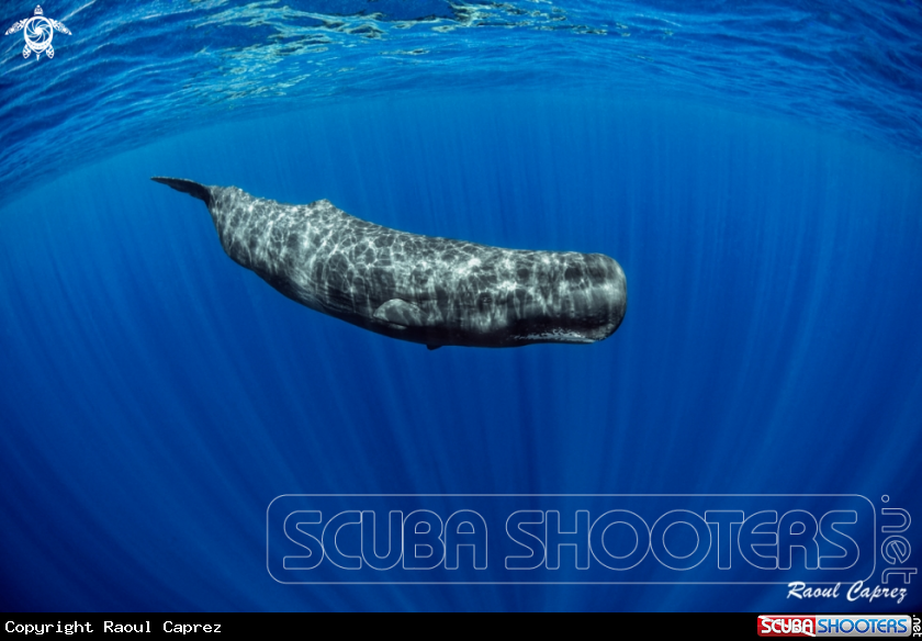 A Sperm Whale