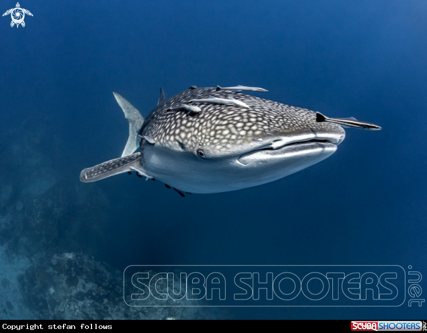 A Whale Shark