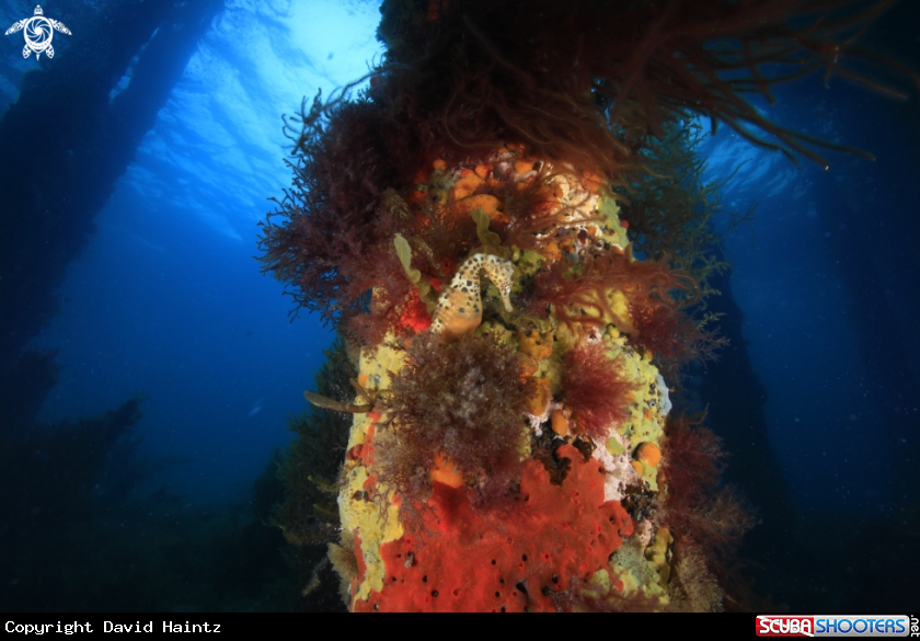 A Potbelly Seahorse
