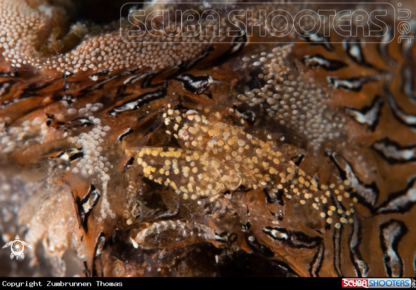 A Crab