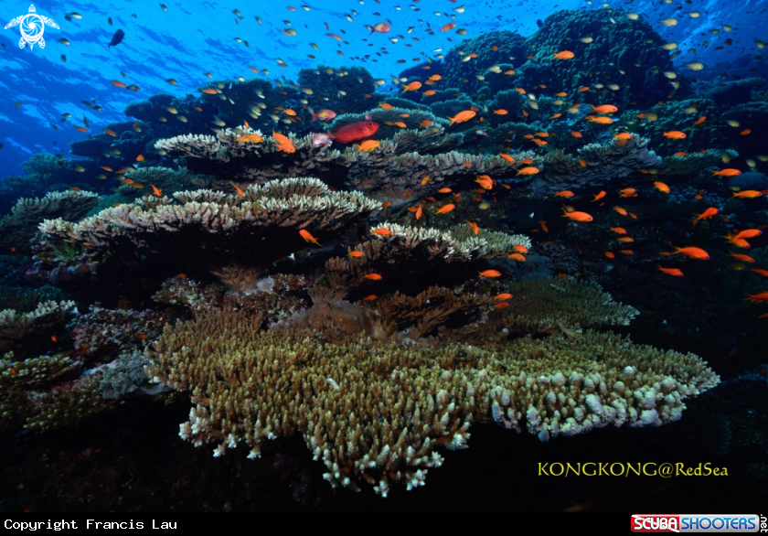 A Coral Reef