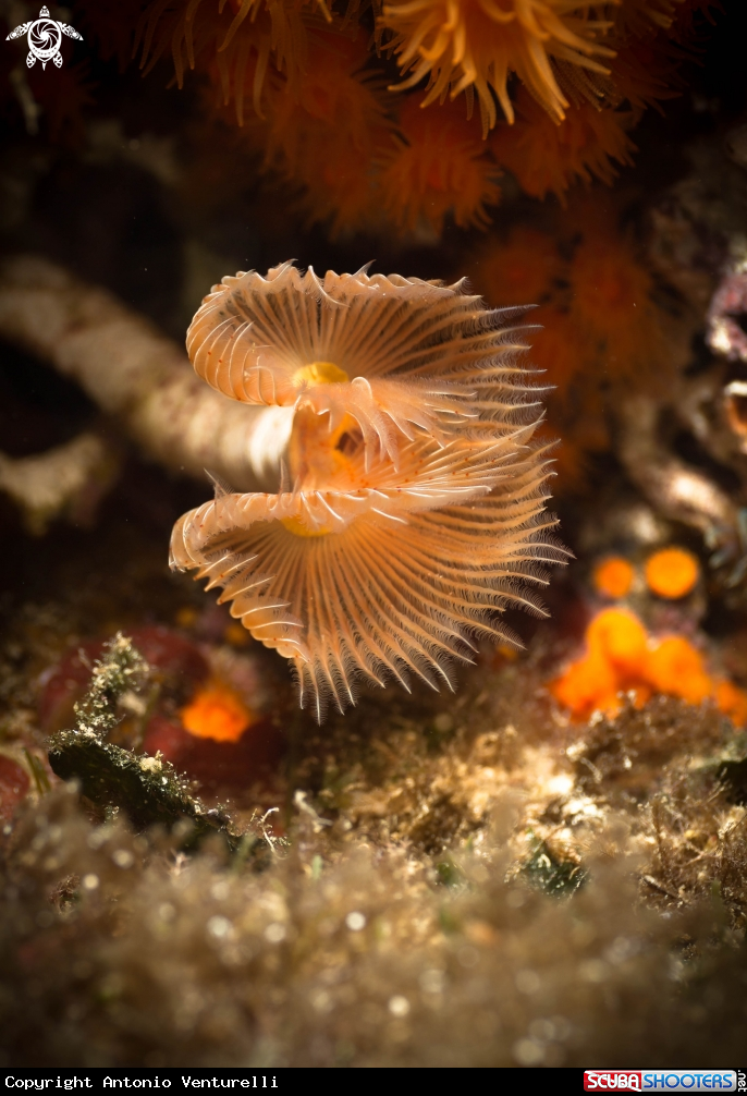 A Protula Tubularia