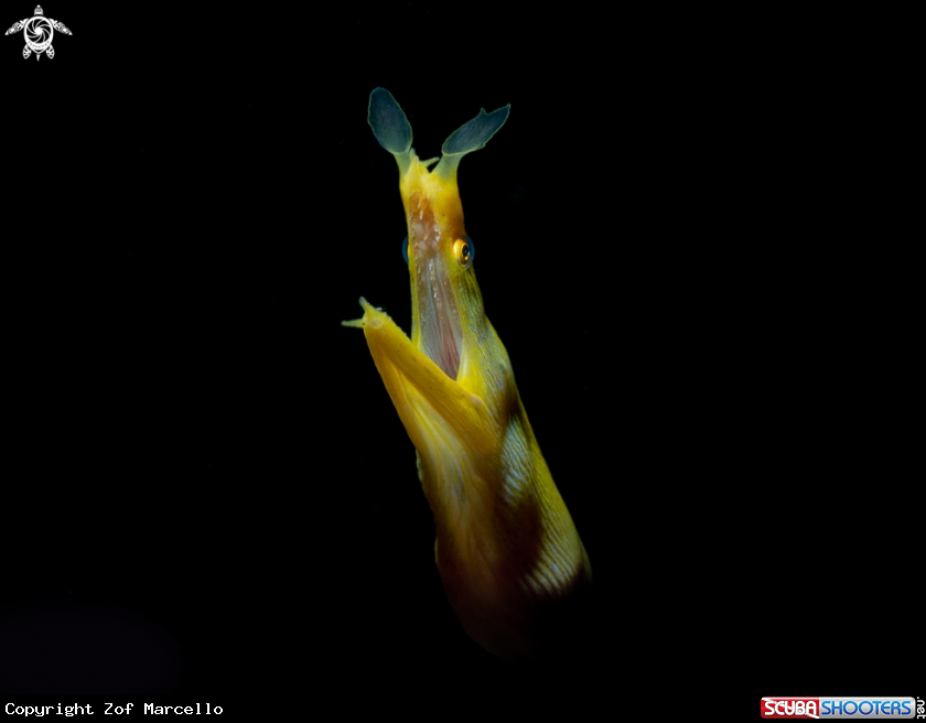 A Ribbon Eel