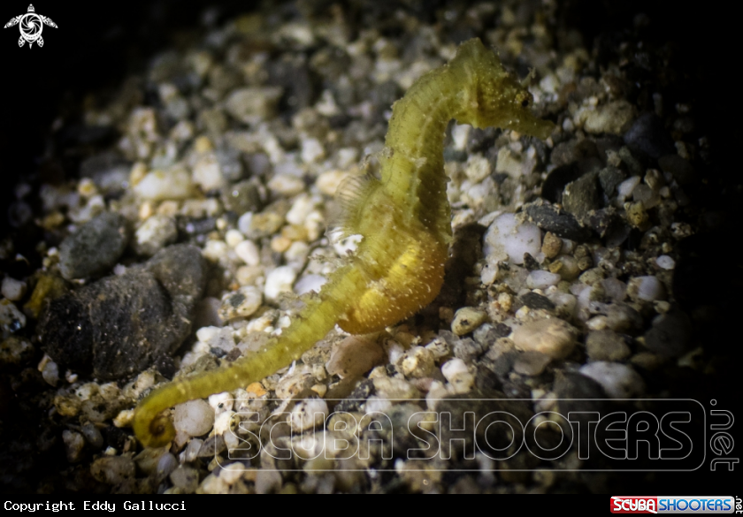 A Seahorse
