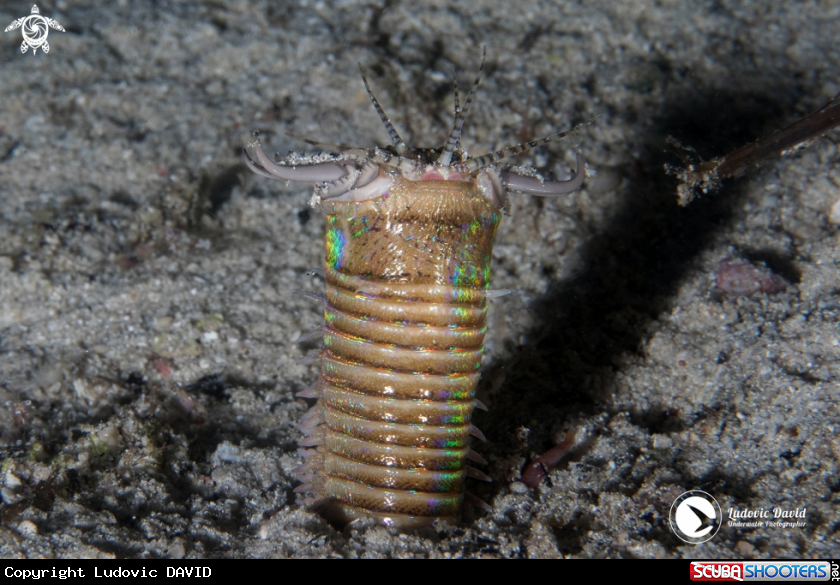 A Bobbit Worm