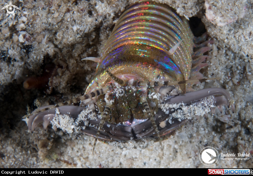 A Bobbit Worm