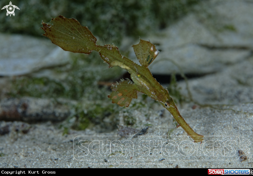 A Robust Gohst Pipefish