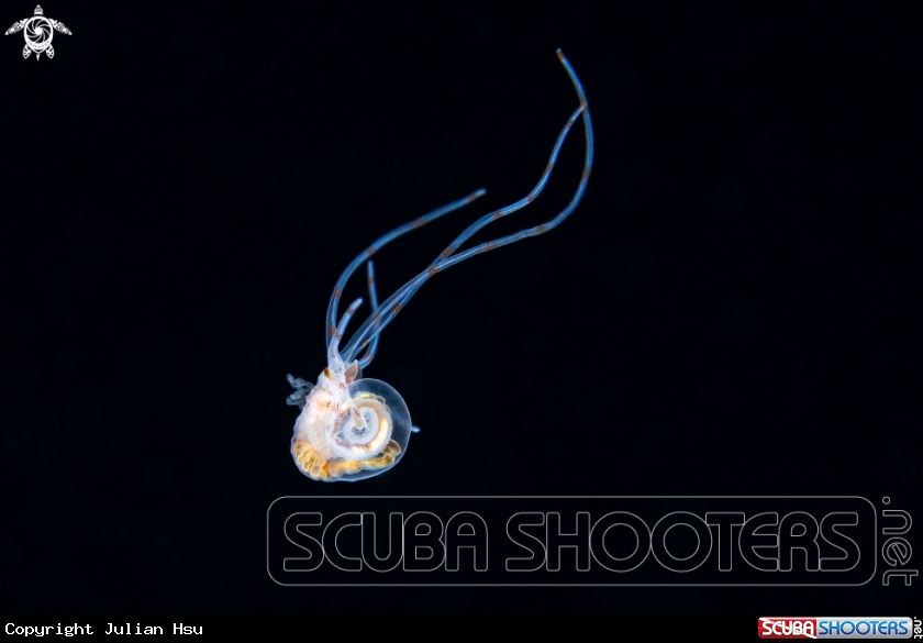 A sea snail
