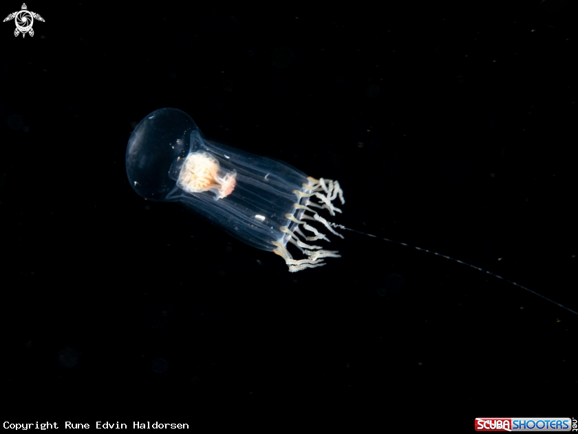A Hydromedusa