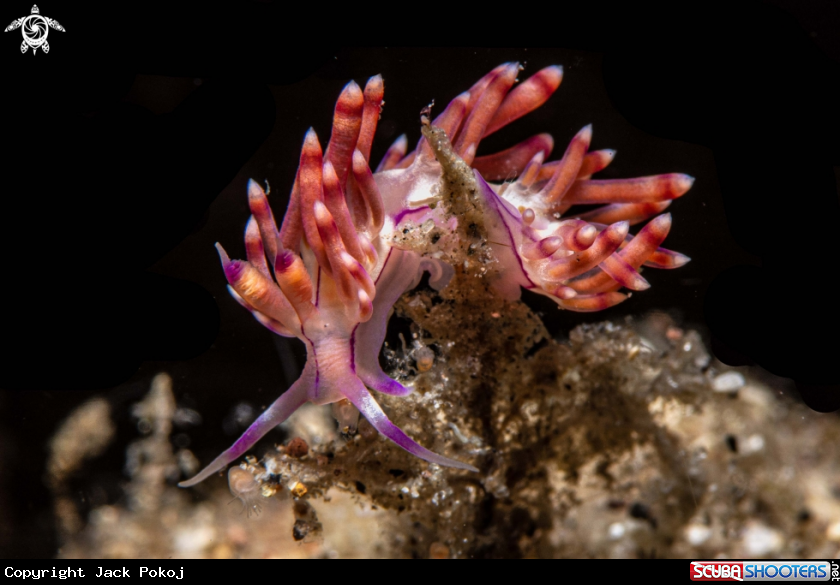 A Flabellina rubrolineata