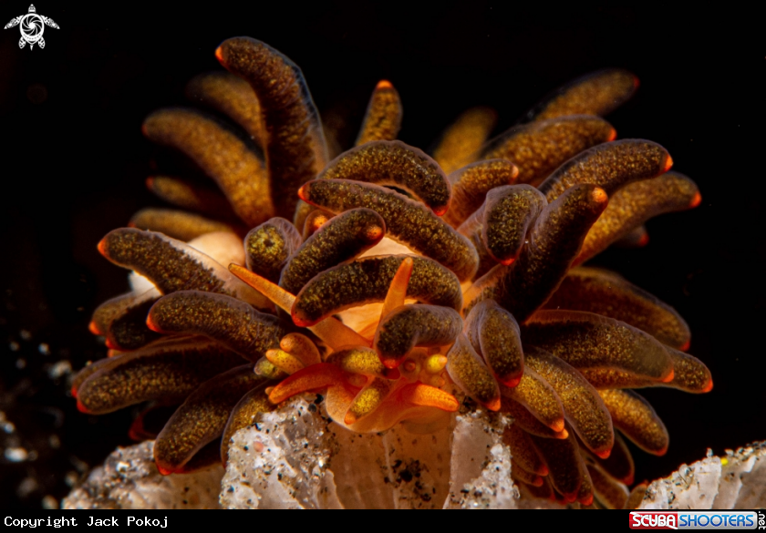 A Tenellia melobranchia