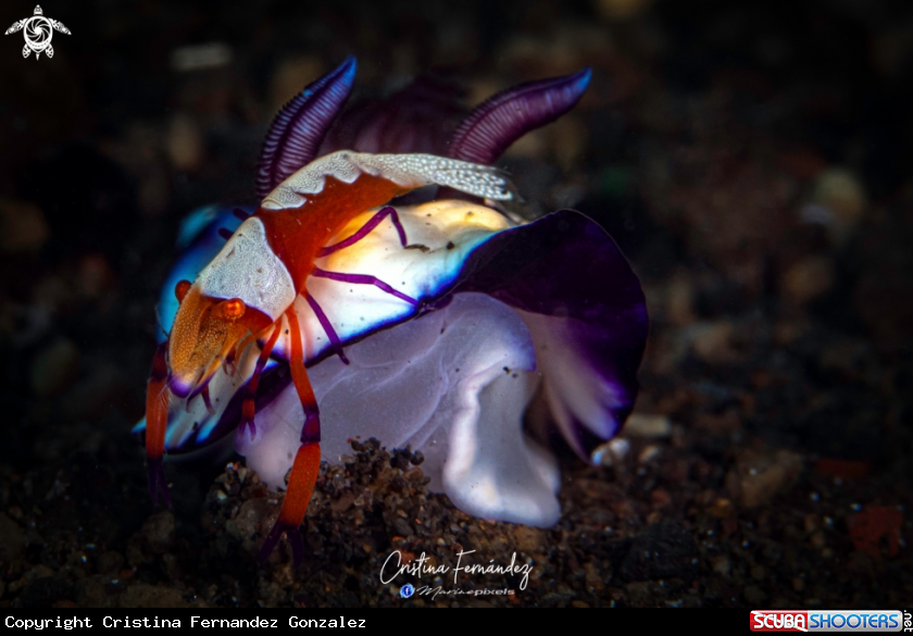 A Nudibranch