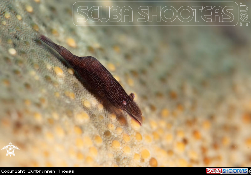A Shrimp 