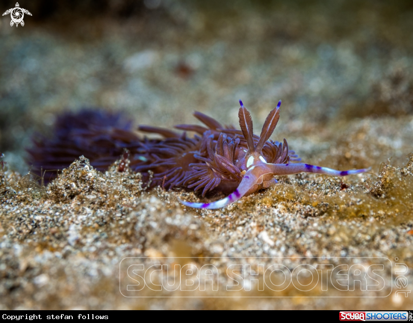 A Nudibranch