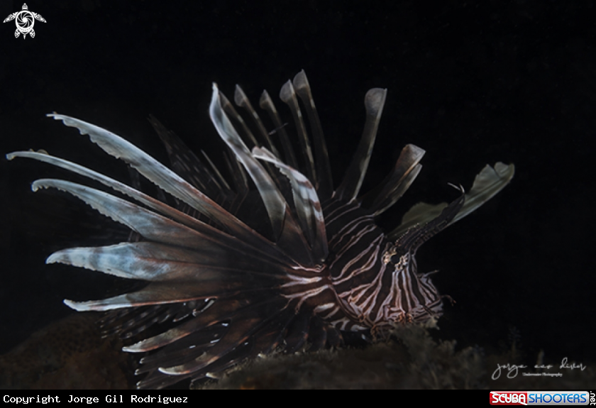 A Lionfish