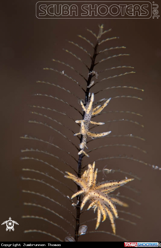 A Nudibranch 