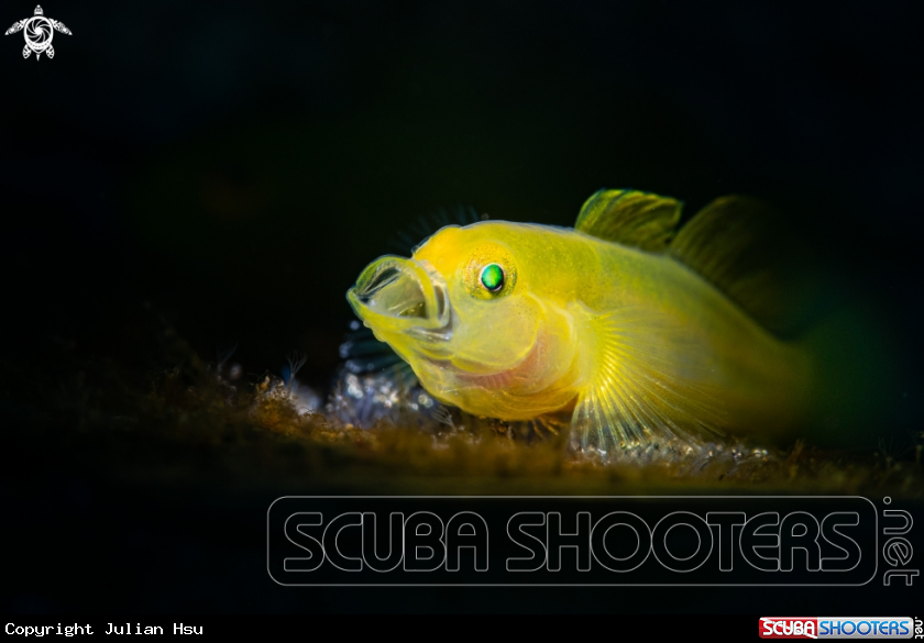 A Yellow Goby