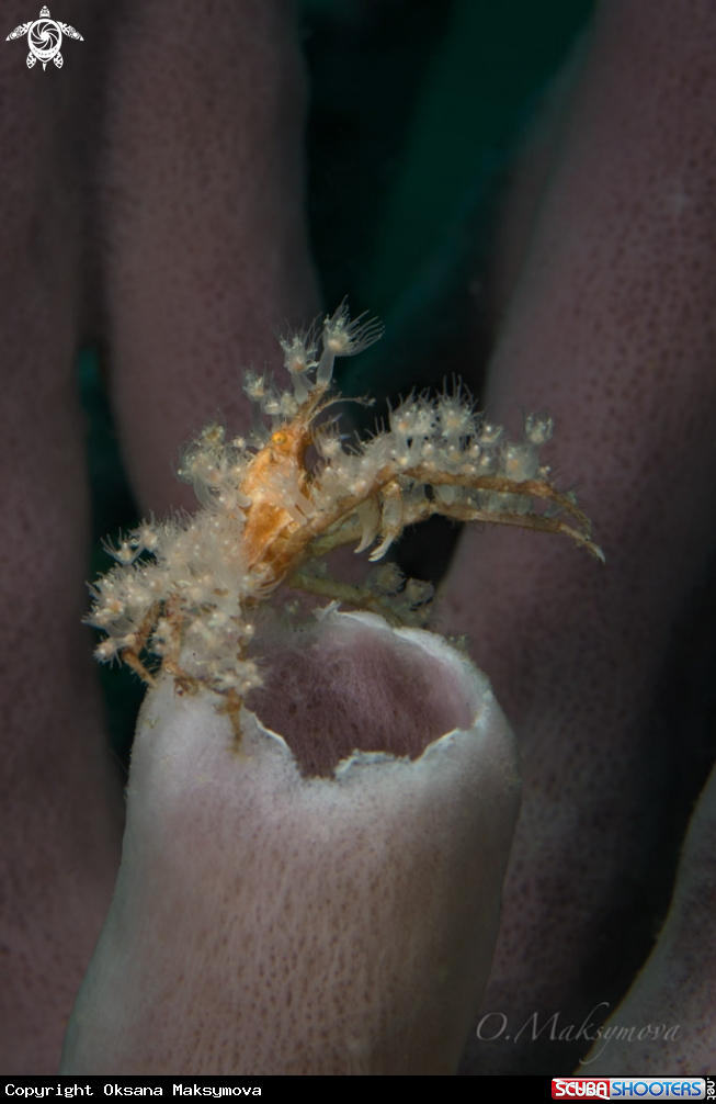 A Spiny Spider crab  (Achaeus spinosus) 