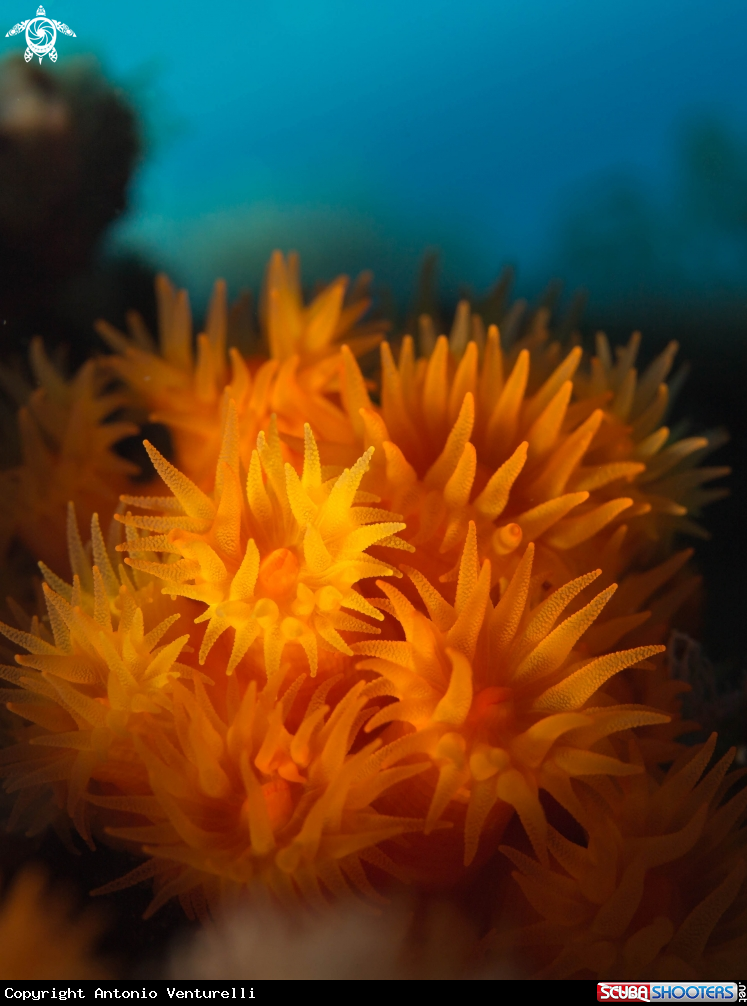 A Madrepora Arancione