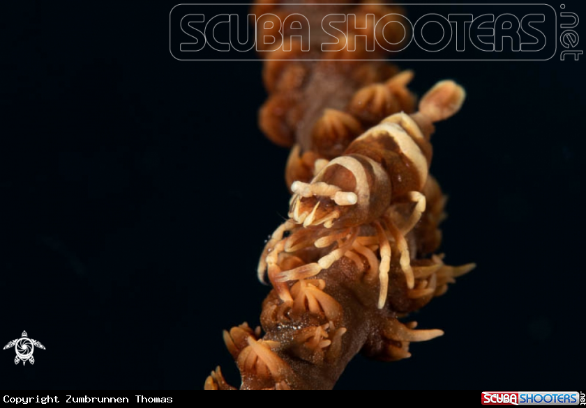 A Shrimp 