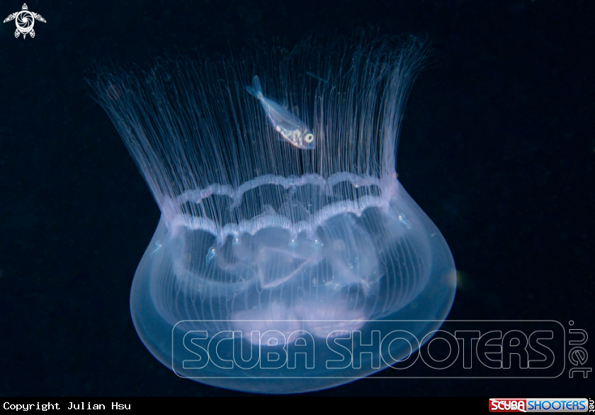 A Jellyfish