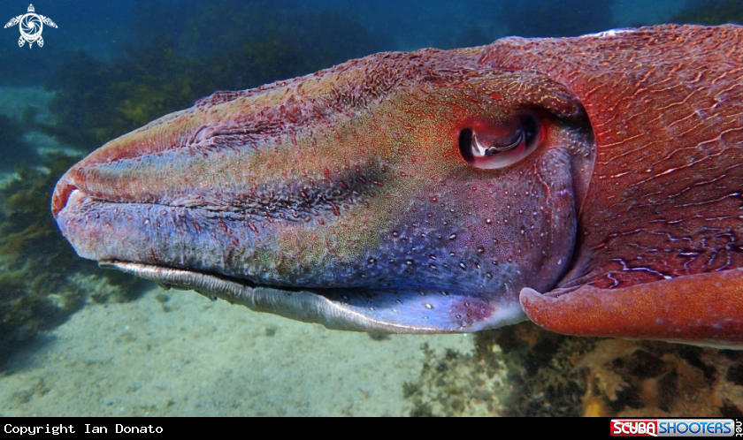 A Australian giant cuttlefish